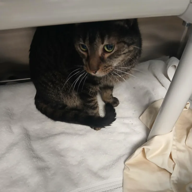 An adult small-sized male Brown / Chocolate Domestic Short Hair cat named Mr. Muffins for adoption in Philadelphia, PA