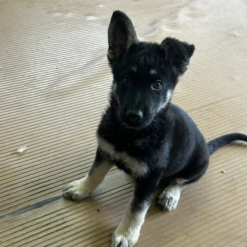 A baby medium-sized male German Shepherd Dog dog named Sammy for adoption in Rossford, OH