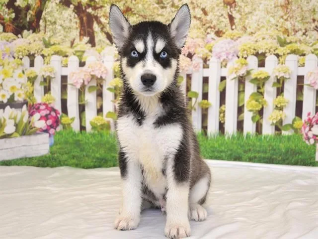 A baby small-sized male Siberian Husky dog named Thorn for adoption in Oroville, CA