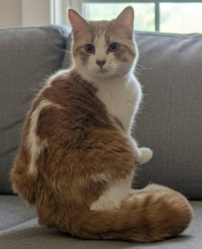 A young medium-sized female Orange & White Domestic Short Hair cat named Wendy for adoption in Beckley, WV