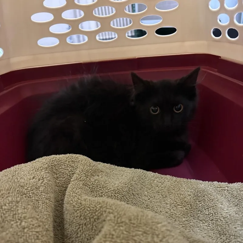 A baby small-sized female Black Domestic Medium Hair cat named Slots for adoption in Tacoma, WA
