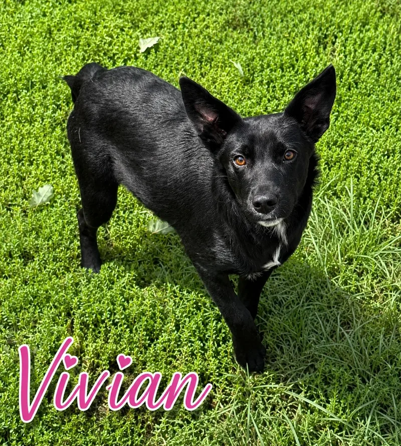Vivian