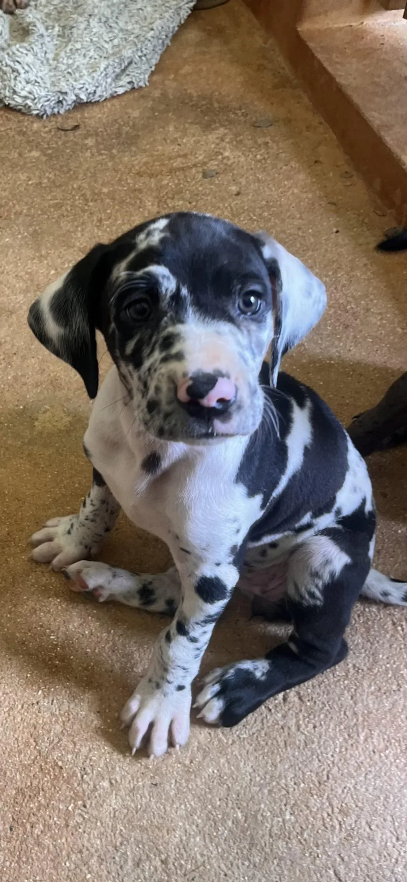 A baby extra large-sized female Great Dane dog named Millie for adoption in Pine Beach, NJ