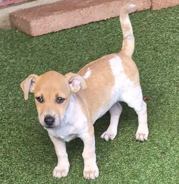 A young small-sized female Apricot / Beige Dachshund dog named Pawpeye for adoption in Carrollton, TX