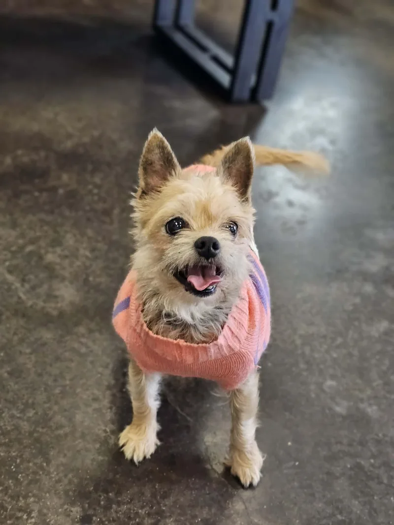 Lola thumbnail 3