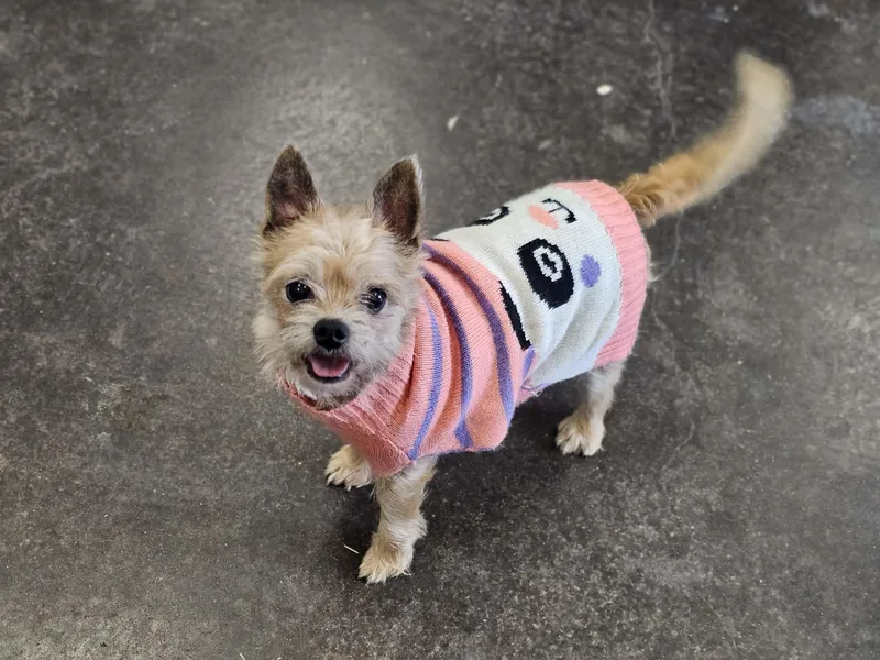 Lola thumbnail 5