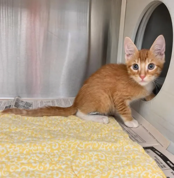 A baby medium-sized male Domestic Short Hair cat named Pumpkin for adoption in Lafayette, LA