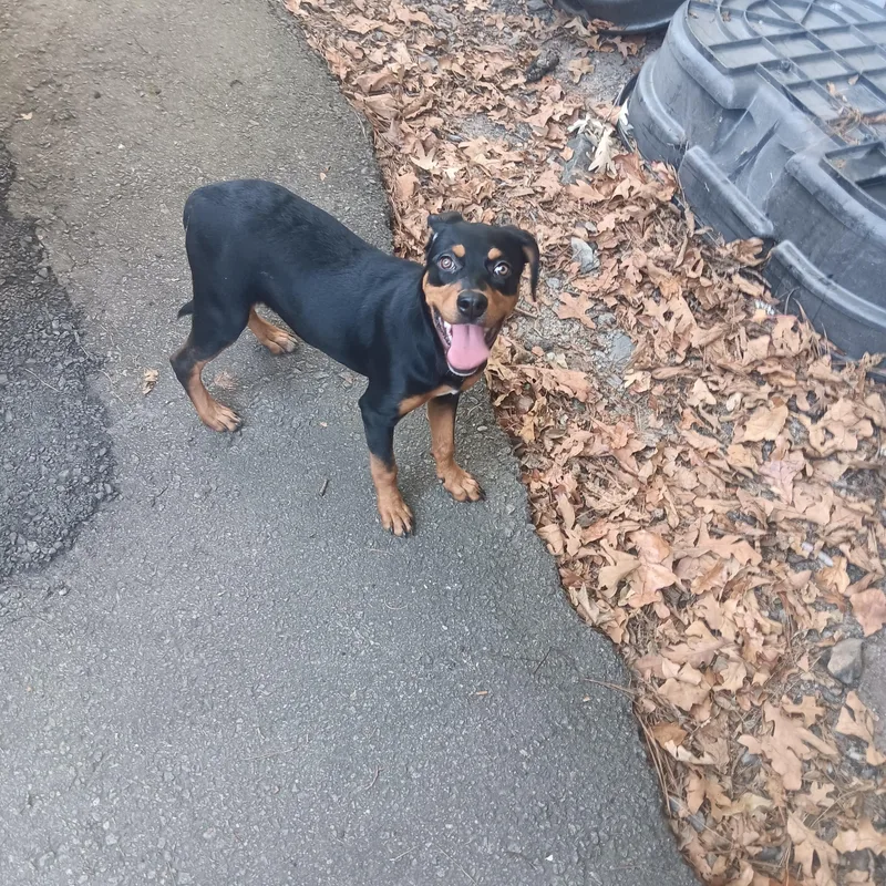 A baby medium-sized female Rottweiler dog named Renna for adoption in North Little Rock, AR