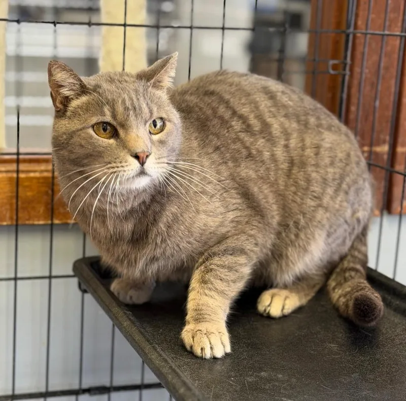 A senior medium-sized male Tabby (Gray / Blue / Silver) Domestic Short Hair cat named Crybaby for adoption in Columbus, NE
