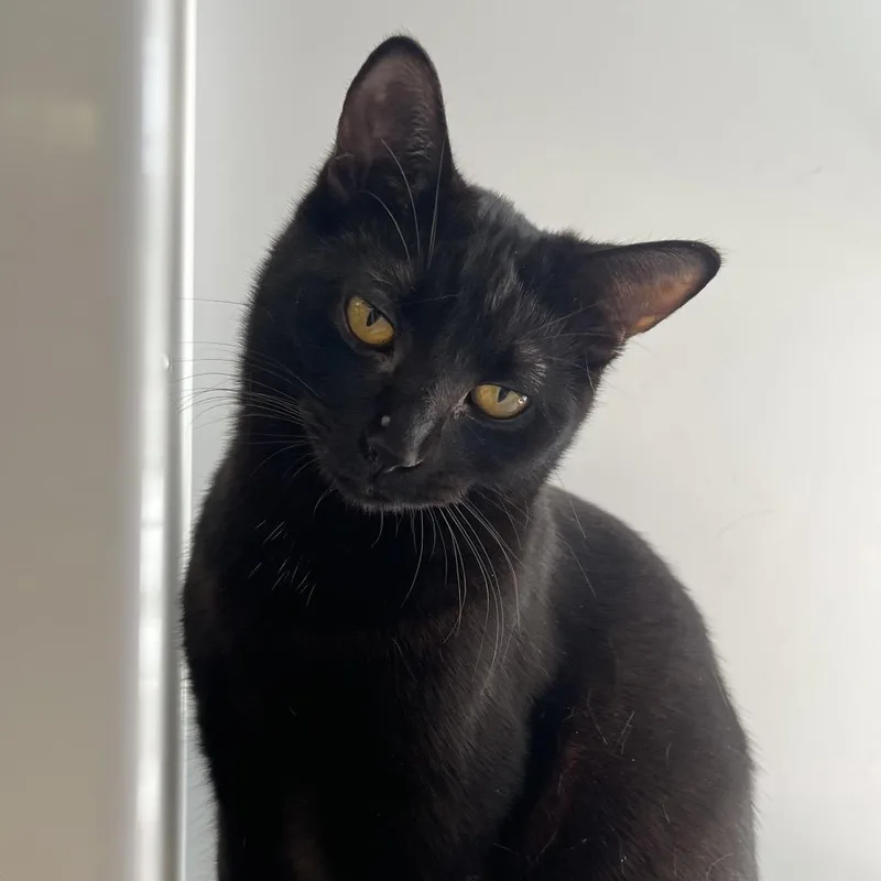 A young medium-sized female Black Domestic Short Hair cat named Raven Bonded To for adoption in Fredericksburg, VA