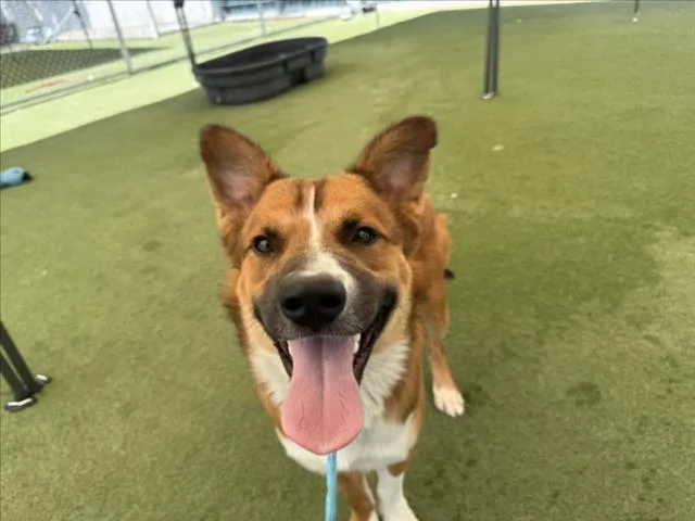A young medium-sized male German Shepherd Dog dog named Rex for adoption in Los Angeles, CA
