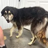 An adult medium-sized female Anatolian Shepherd dog named Paige for adoption in Munfordville, KY