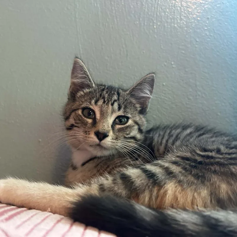 A baby small-sized female Brown / Chocolate Domestic Short Hair cat named Gwen for adoption in Pittsburgh, PA