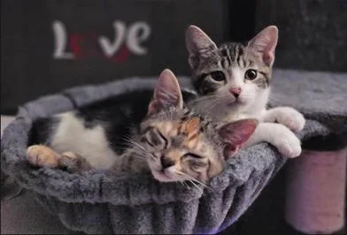 A baby medium-sized female Calico Domestic Short Hair cat named Bindi for adoption in Liverpool, TX