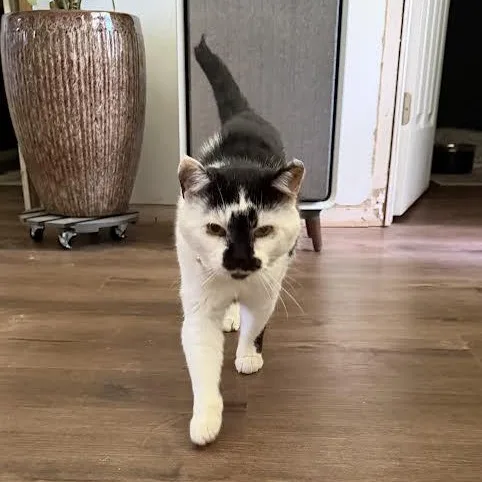 An adult medium-sized male Domestic Short Hair cat named Sumi for adoption in Springfield, MO