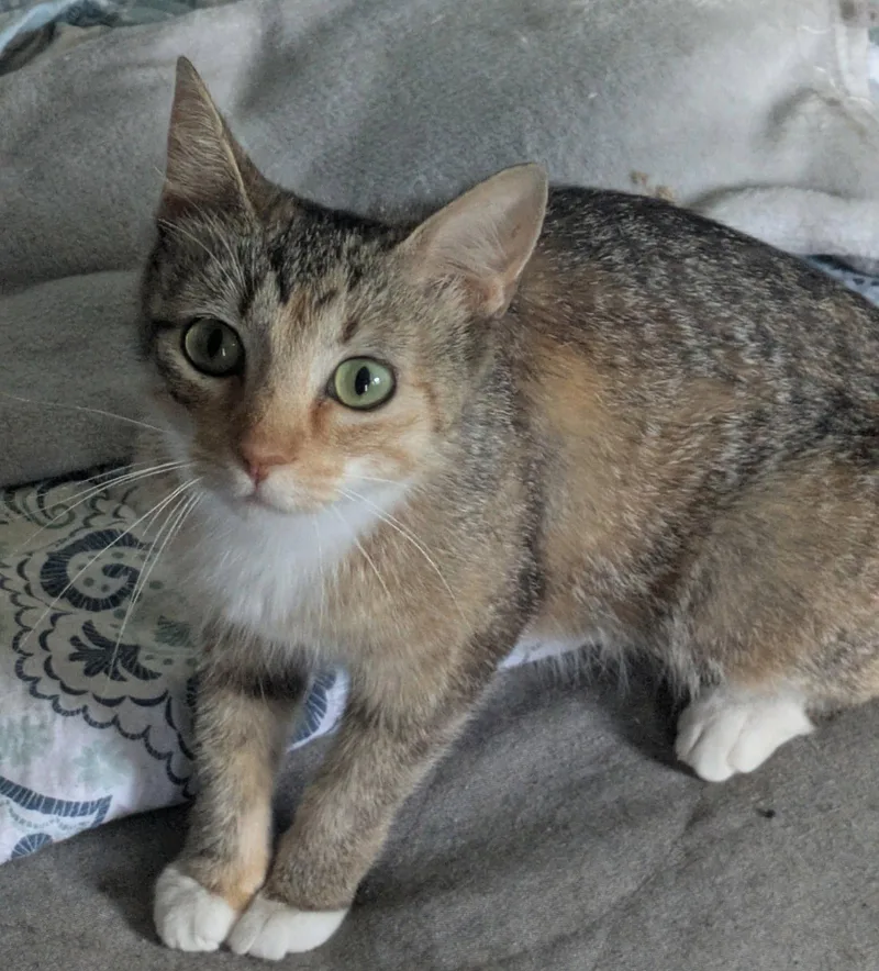 An adult medium-sized female Domestic Short Hair cat named Hershey for adoption in Island Lake, IL