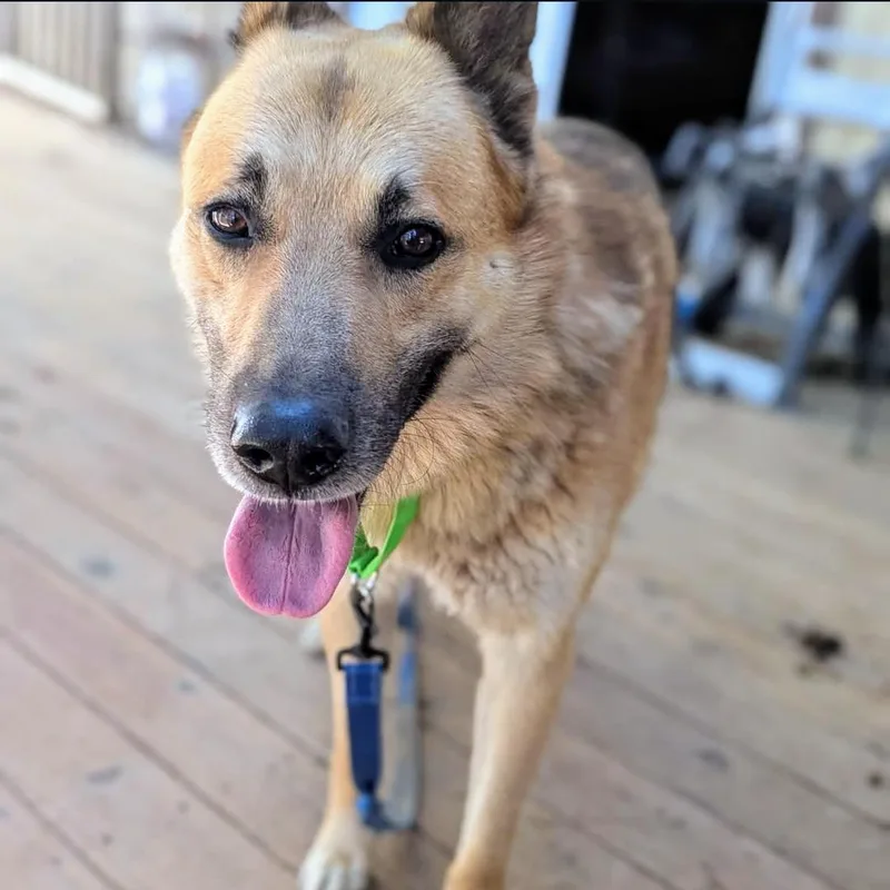 An adult large-sized male German Shepherd Dog dog named Jairo for adoption in Oakland, CA