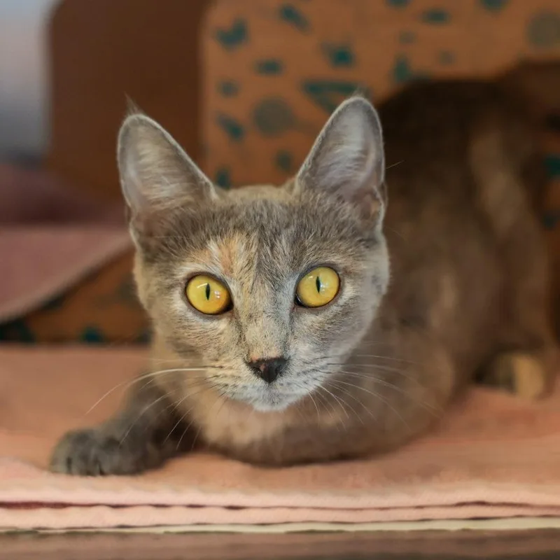 A young medium-sized female Tortoiseshell Domestic Short Hair cat named Coppertone for adoption in Santa Barbara, CA