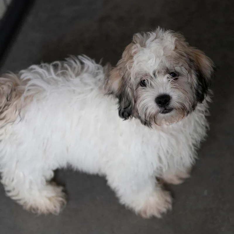 A baby small-sized male White / Cream Shih Tzu dog named Tucker for adoption in Peyton, CO