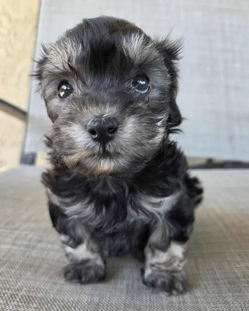 A baby small-sized female Maltese dog named Malibu for adoption in Corona, CA