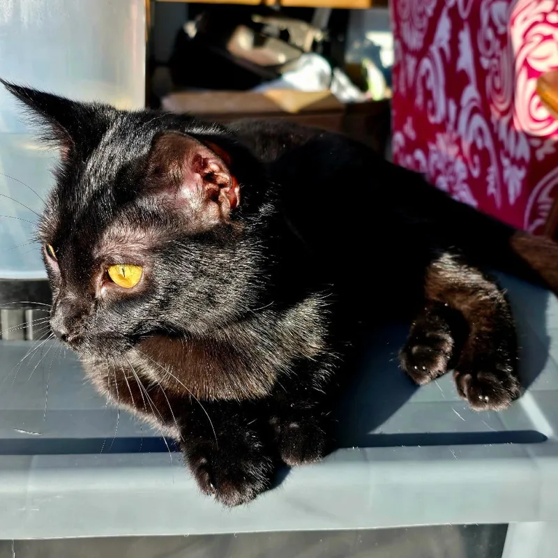 Nightshade thumbnail 2