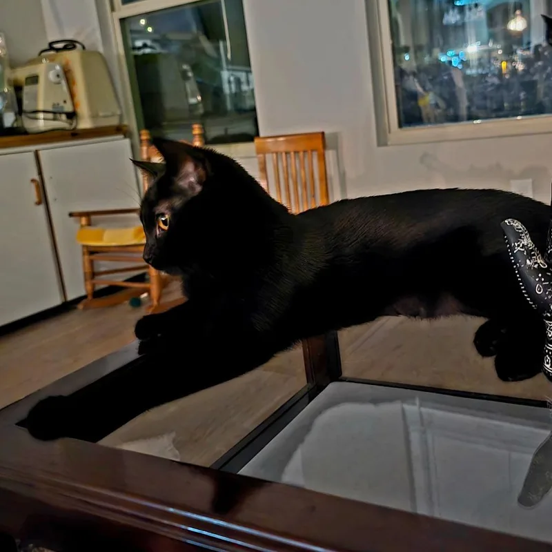 Nightshade thumbnail 3