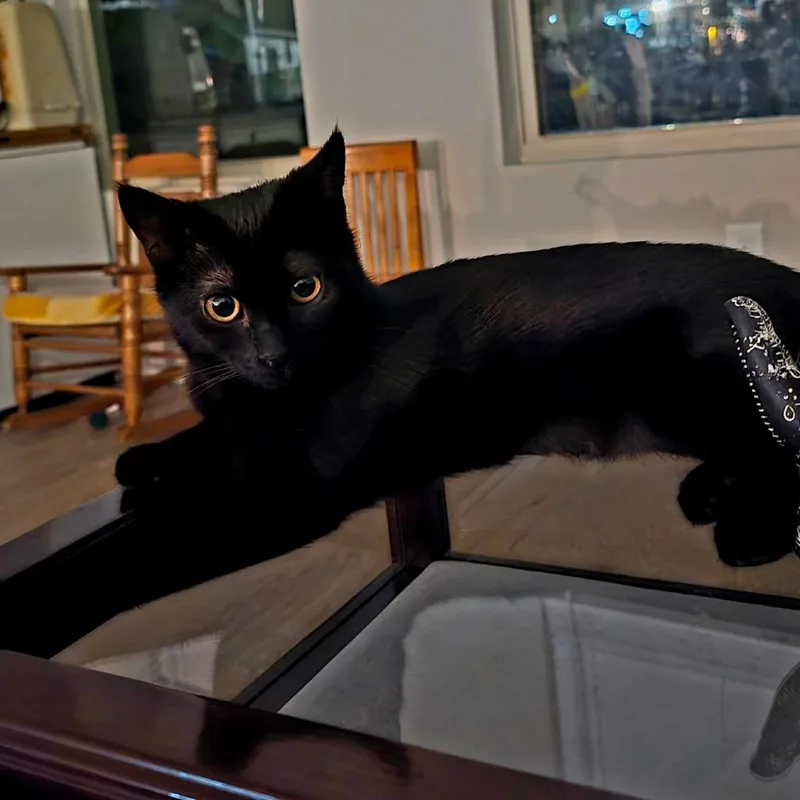 Nightshade thumbnail 4