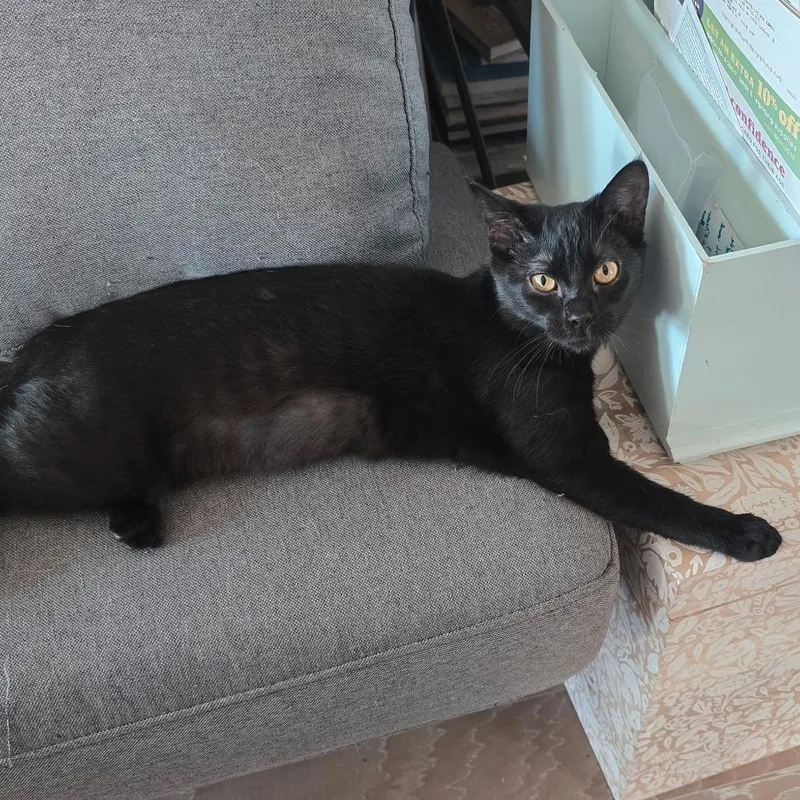 Nightshade thumbnail 5