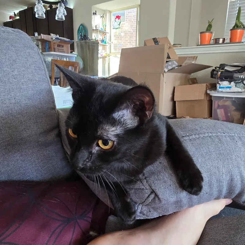 Nightshade thumbnail 6