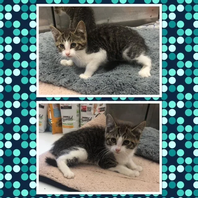 A baby small-sized male Tabby (Gray / Blue / Silver) Domestic Short Hair cat named Balerion for adoption in Buckhannon, WV