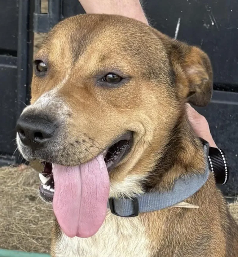 A young medium-sized female Red / Chestnut / Orange Australian Shepherd dog named Samantha for adoption in Watertown, CT