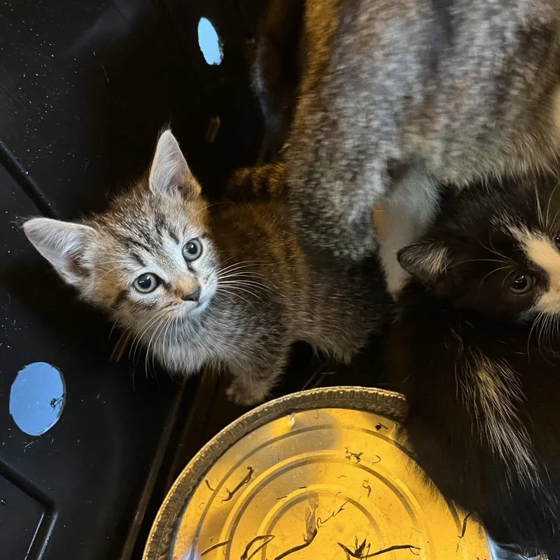 A baby small-sized male Brown / Chocolate Domestic Short Hair cat named Lake for adoption in Greensboro, NC