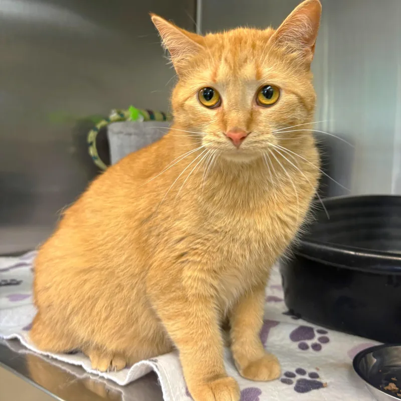 A young medium-sized female Domestic Short Hair cat named Georgia for adoption in Godfrey, IL