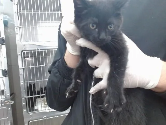 A baby medium-sized male Domestic Short Hair cat named Theodor for adoption in Salinas, CA