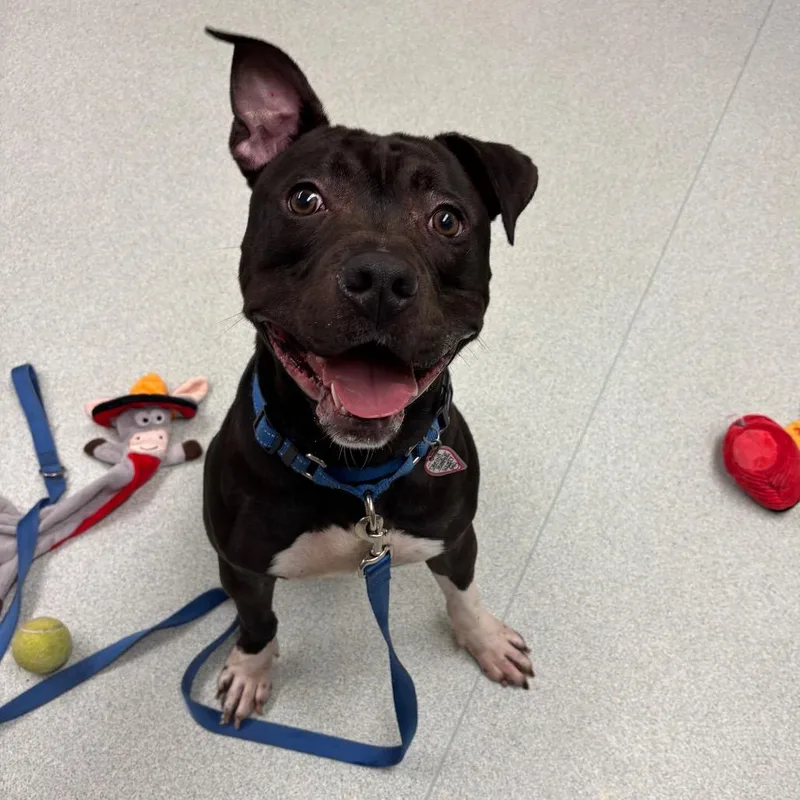 A young medium-sized male Black Pit Bull Terrier dog named Zeus for adoption in Springfield, MA
