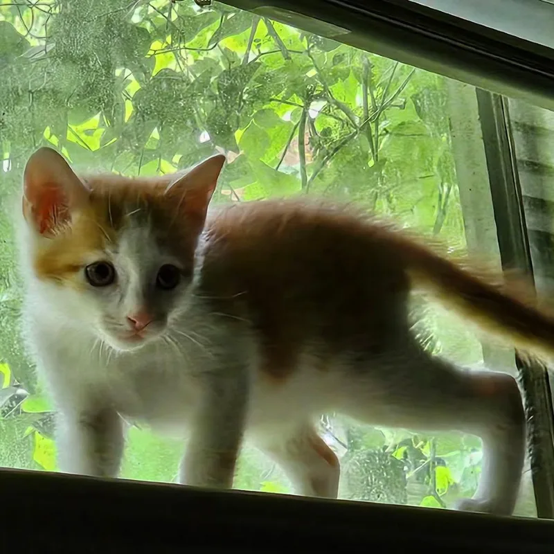 A baby small-sized female Orange / Red Domestic Short Hair cat named Zipper for adoption in Houston, TX