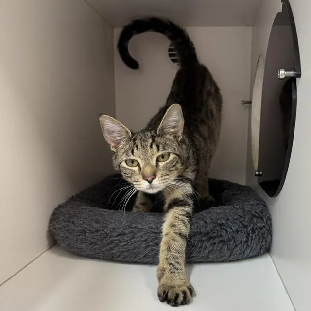 A baby medium-sized female Tabby (Brown / Chocolate) Domestic Short Hair cat named Gilly for adoption in Phoenixville, PA