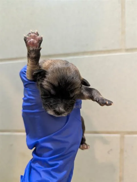 A baby small-sized female Mixed Breed dog named Sue for adoption in Dallas, TX