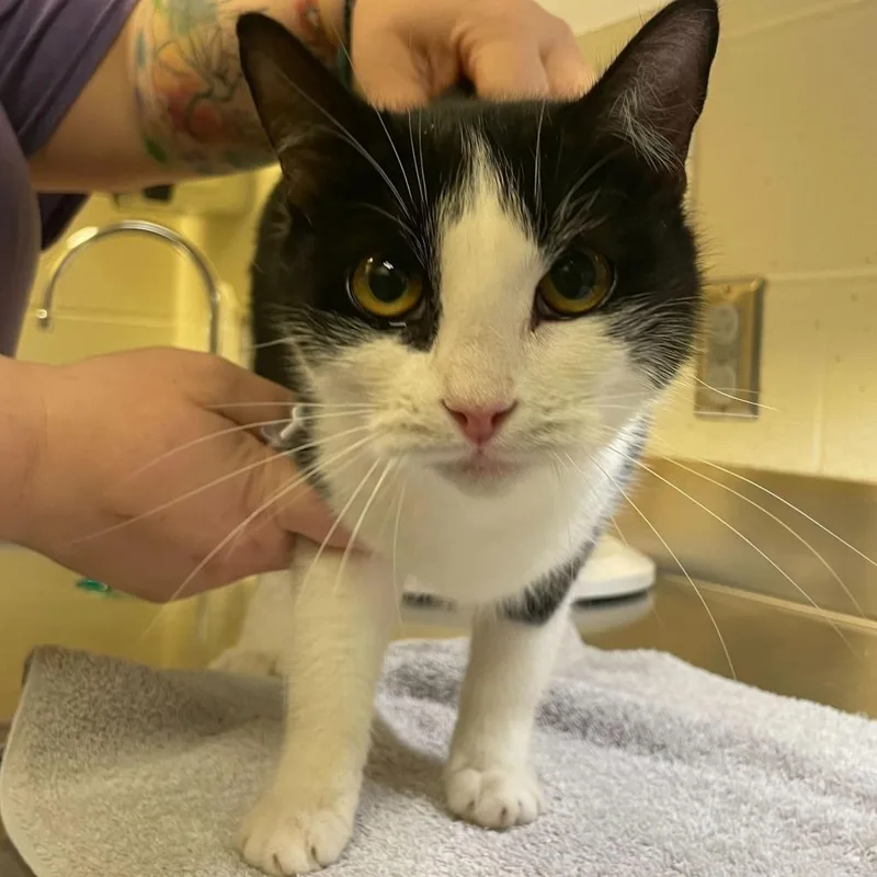 An adult large-sized female Black Domestic Short Hair cat named Rasputia for adoption in Asheville, NC