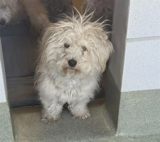 A young small-sized male Poodle dog named Pierre for adoption in San Martin, CA