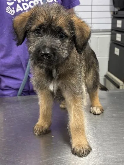 A baby small-sized female Mixed Breed dog named Cher for adoption in West Chester, PA