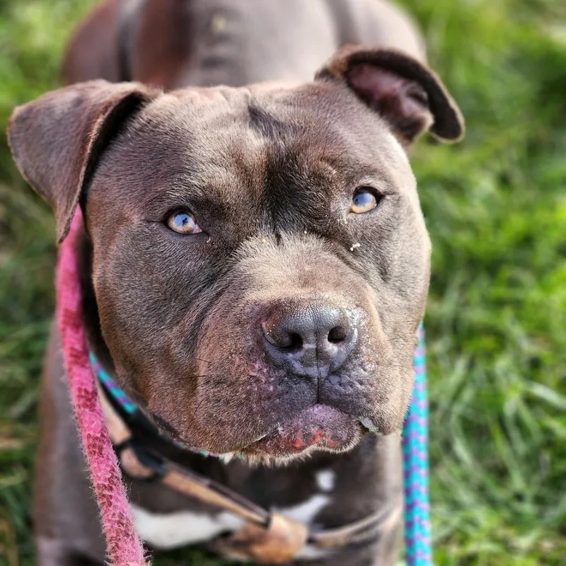 El Chapo thumbnail 3