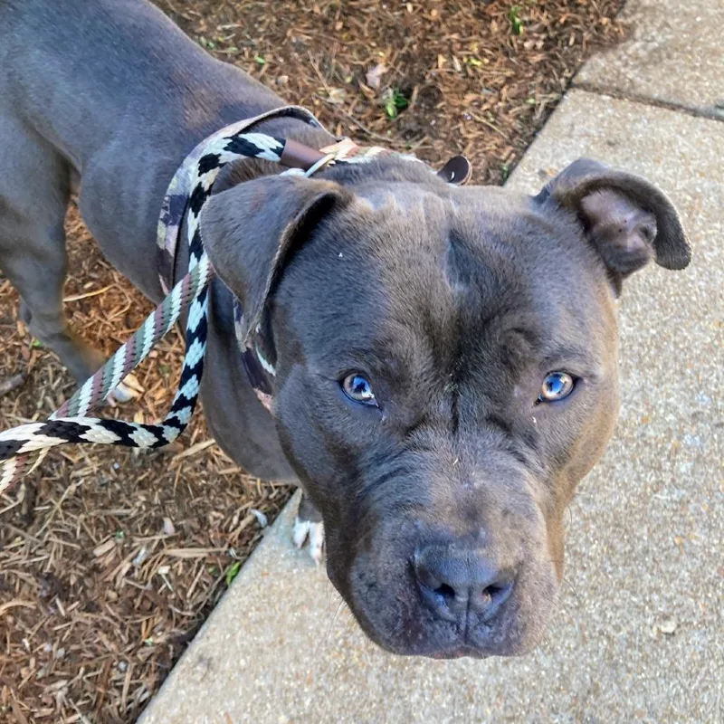 El Chapo thumbnail 6