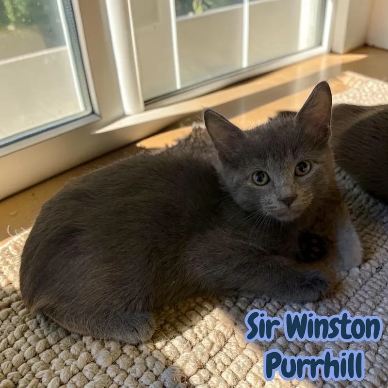A baby medium-sized male Domestic Short Hair cat named Sir Winston Purrhill for adoption in Sorrento, LA