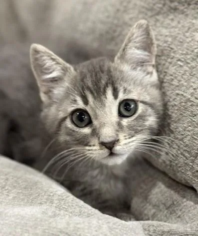 A baby small-sized male Domestic Long Hair cat named Phillip for adoption in Colorado Springs, CO