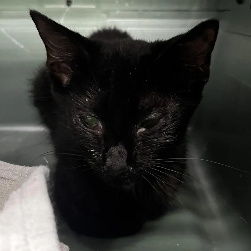 A baby small-sized female Black Domestic Short Hair cat named Jeepy for adoption in Summerville, SC