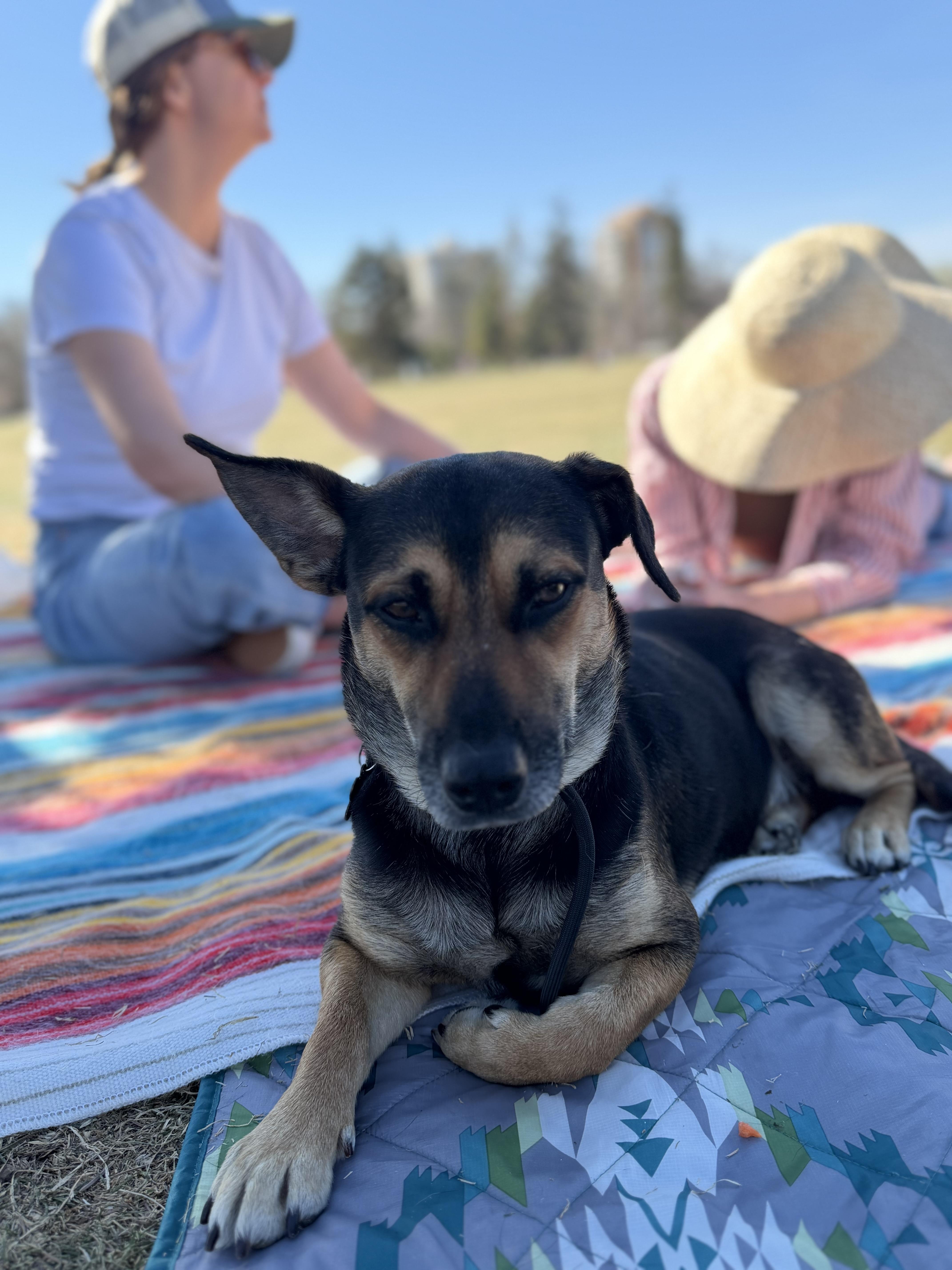 Montgomery Frankfurt