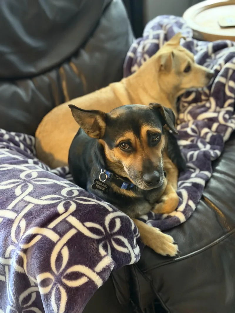 Montgomery Frankfurt thumbnail 3