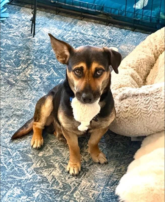 Montgomery Frankfurt thumbnail 4