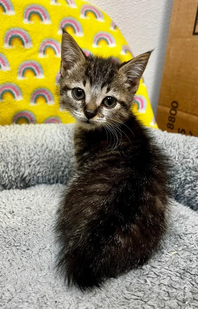 A baby small-sized female Domestic Short Hair cat named Hopps for adoption in Clinton, SC